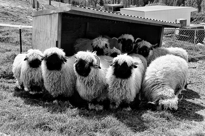 Private Farm Tour With Rose Creek Valais Blacknose Sheep - Guest Experience