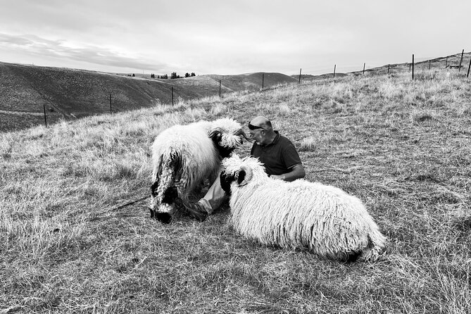 Private Farm Tour With Rose Creek Valais Blacknose Sheep - Vineyard Experience