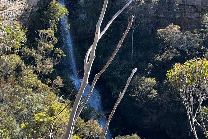 PRIVATE Featherdale Zoo Blue Mountains Scenic World in Luxury Car - Blue Mountains Scenic World