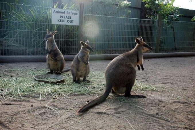 PRIVATE Featherdale Zoo Blue Mountains Scenic World Tour - Waterfalls and Iconic Lookouts