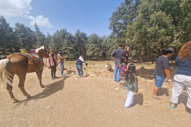 Private Fes to Middle Atlas With Hiking in Cedar Forest - Key Points