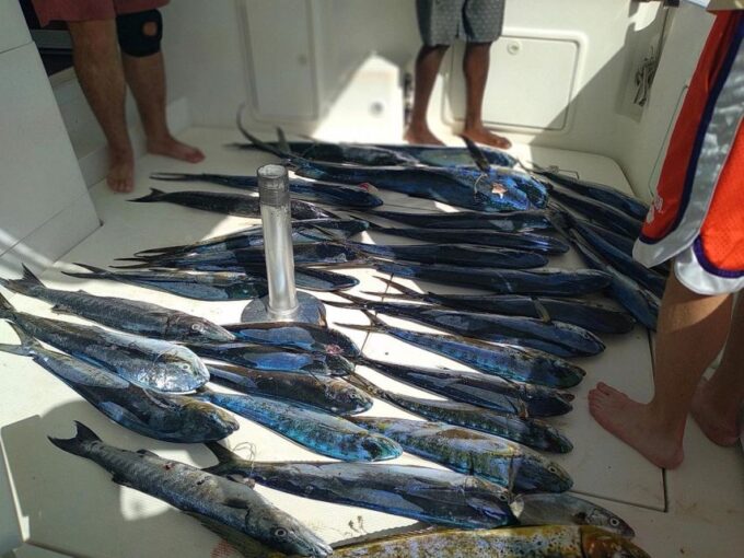 Private Fishing Charters Gone Dog 37 Boat Offshore Trip - Suitability and Recommendations