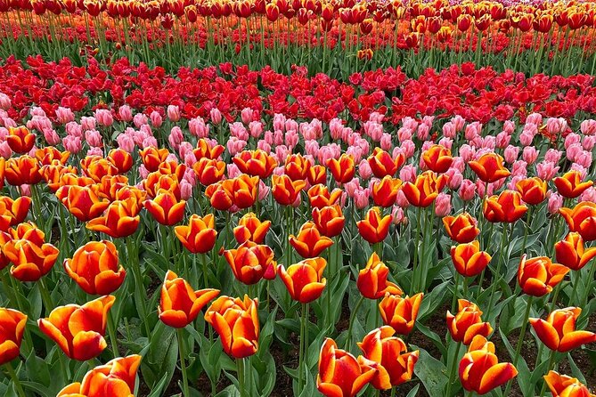 Private Flower Tour to the Keukenhof - Tips for Visiting the Keukenhof
