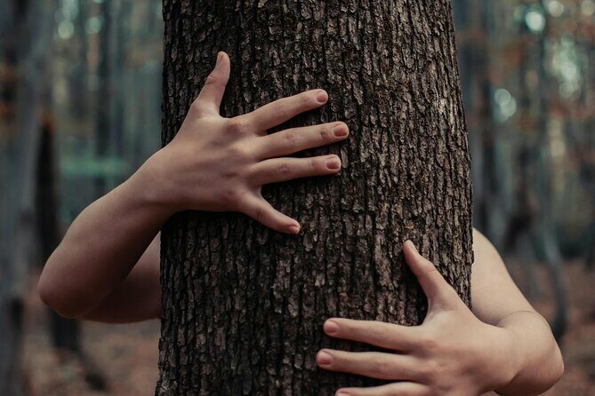 Private Forest Bathing Experience Connect with Nature - Who Will Benefit Most?