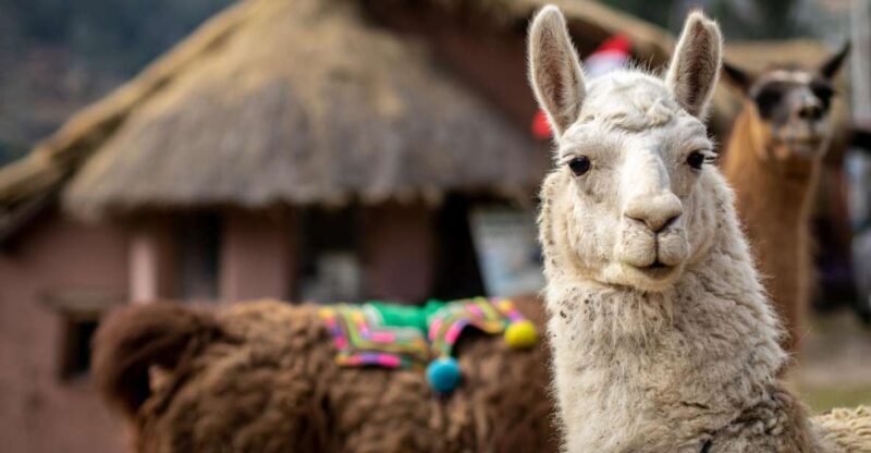 Private From Cusco| Alpaca Therapy + Creative Craftsmanship - Key Points