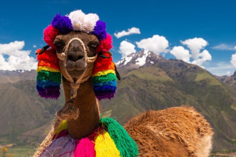Private From Cusco| Alpaca Therapy + Creative Craftsmanship - Experience Highlights
