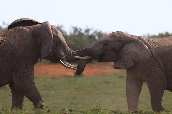 Private Full-Day Addo Elephant National Park Safari - Guided Safari Experience