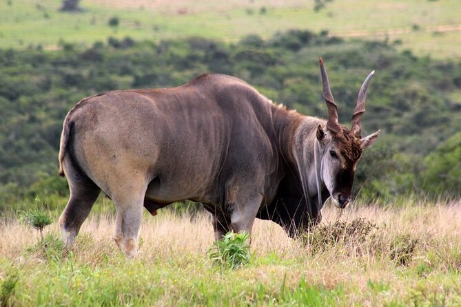 Private Full-Day Addo Elephant National Park Safari - Customizable Tour Options