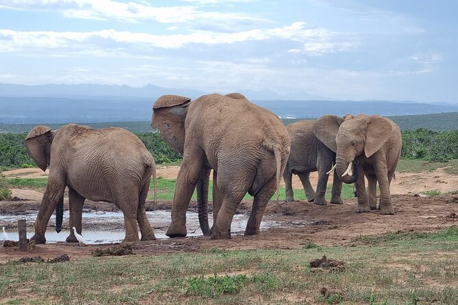 Private Full-Day Addo Elephant Park & Giraffe Walk Safari - Group and Accessibility