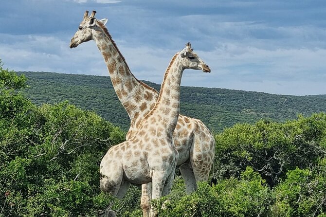 Private Full-Day Addo Elephant Park & Giraffe Walk Safari - Pickup and Start Time