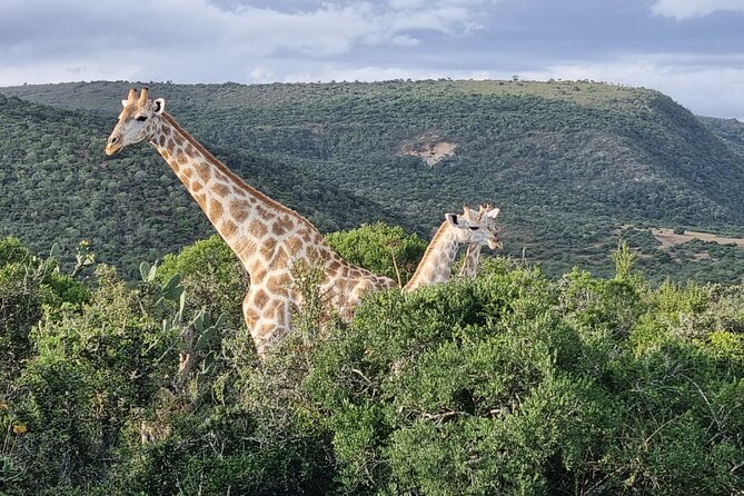 Private Full-Day Addo Elephant Park & Giraffe Walk Safari - Pricing and Duration