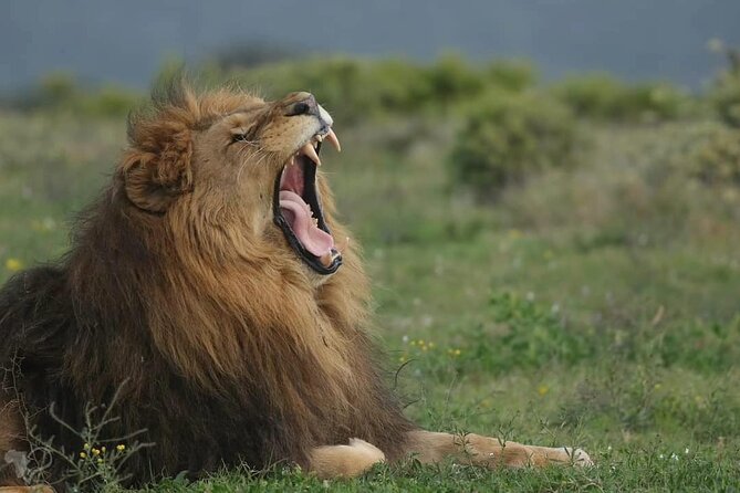 Private Full-Day Addo Elephant Park & Giraffe Walk Safari - Location and Confirmation