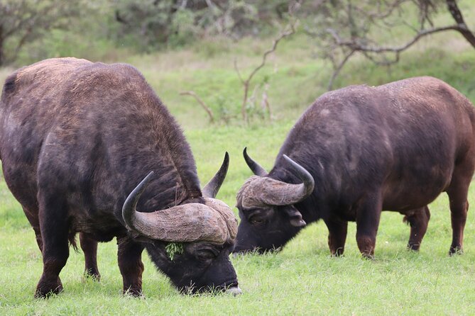 Private Full-Day Addo Elephant Park & Giraffe Walk Safari - Dietary Requirements