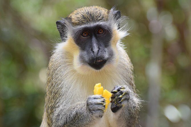 Private Full-Day Barbados Excursion - Key Points