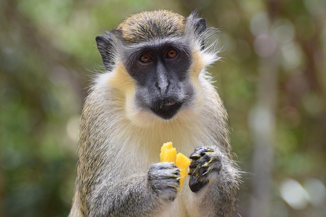 Private Full-Day Barbados Excursion With Entrance Fee Discounts - Pickup and Confirmation