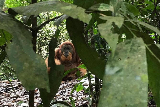 Private Full-Day Bukit Lawang Trekking Tour From Medan - Included and Excluded Items
