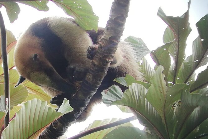 Private Full Day Celeste River Hiking Experience With Lunch - Savoring Costa Rican Cuisine