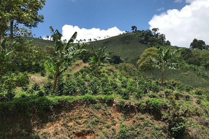Private Full-Day Coffee Tour to Palmitas Farm Near Medellín - Culinary Experience