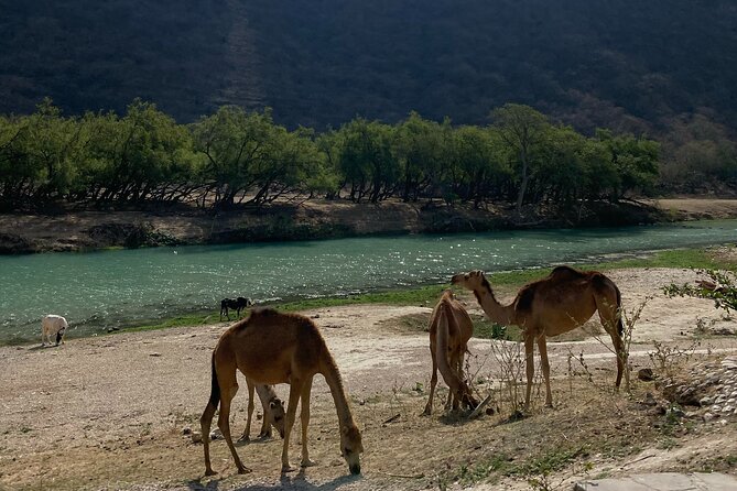 Private Full-Day East Oman Tour From Salalah With Lunch - Customer Reviews