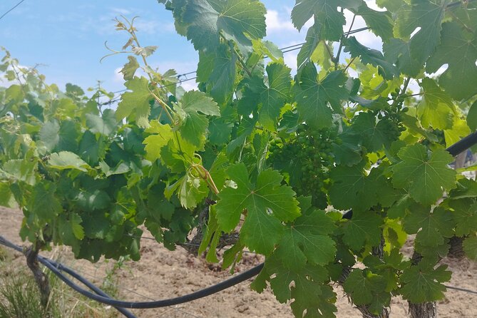 Private Full Day Evora & Alentejo Wine Tour From Lisbon - Family Winery Tastings