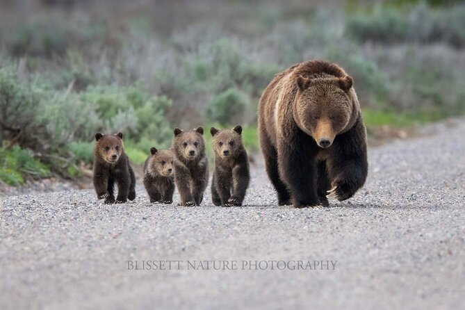 Private Full-Day Grand Teton National Park Tour With Picnic Lunch - Wildlife Viewing