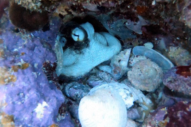 Private Full Day Guided Snorkeling or Diving Charter in St Thomas - Tour Overview