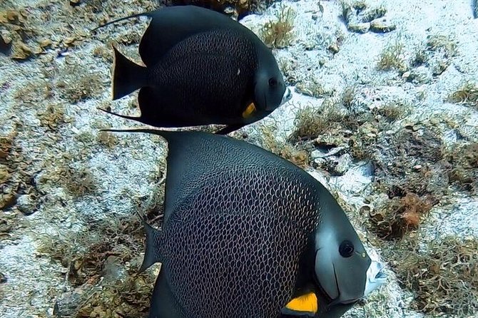 Private Full Day Guided Snorkeling or Diving Charter in St Thomas - Participant Requirements