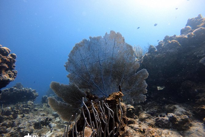 Private Full Day Guided Snorkeling or Diving Charter in St Thomas - Certified Snorkel Guide