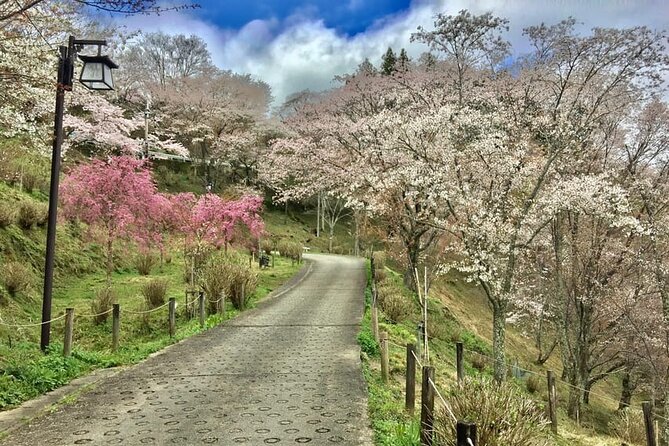 Private Full-Day Guided Tour in Yoshino, Japanese Mountain - Highlights of the Tour
