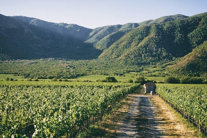 Private Full Day Guided Trip to Casablanca Valley - Visit to 2 Vineyards - Key Points