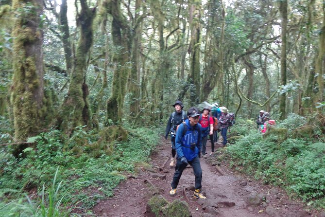 Private Full-Day Hiking Tour in Mount Kilimanjaro - Reviews and Ratings