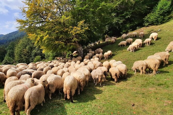 Private Full-Day Hiking Tour in Piatra Craiului National Park - Hiking Details