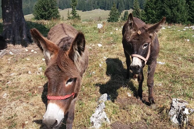 Private Full-Day Hiking Tour in Piatra Craiului National Park - Tailored Trip at Your Pace