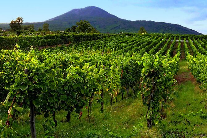 Private Full Day Individual Wine and Food Experience - Transportation and Pickup