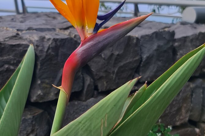 Private Full Day Island Tour in Madeira - Itinerary Highlights