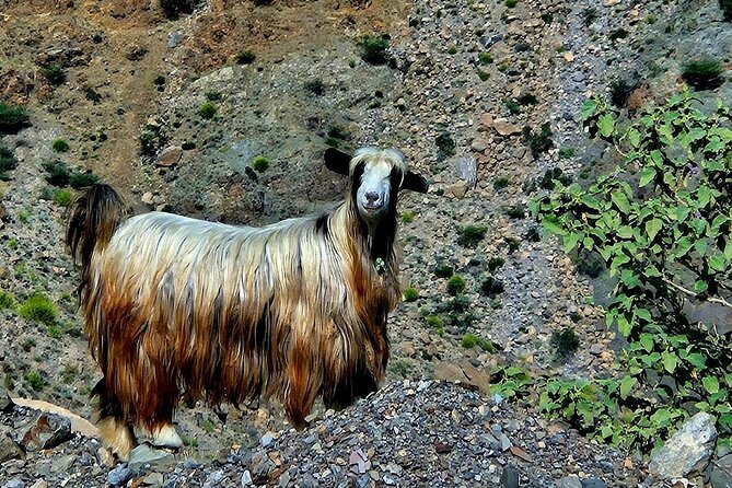 Private Full-Day Jebel Akhdar-Al Suwjara Village Tour - Tour Conditions