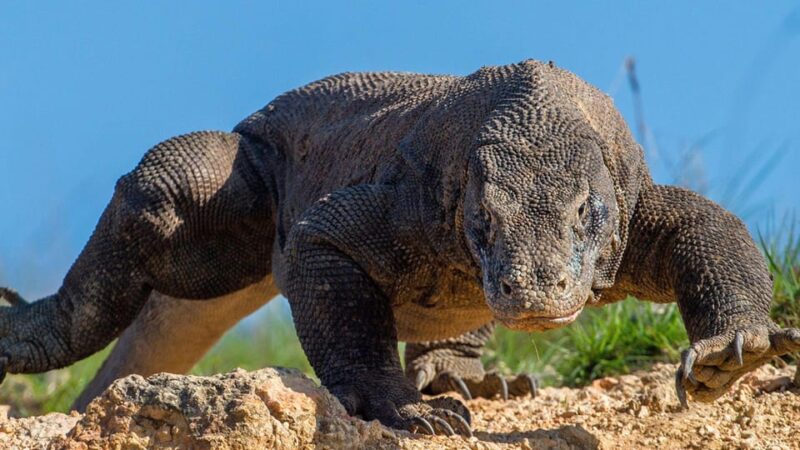 Private Full-Day Komodo National Park Tour - Itinerary and Activities