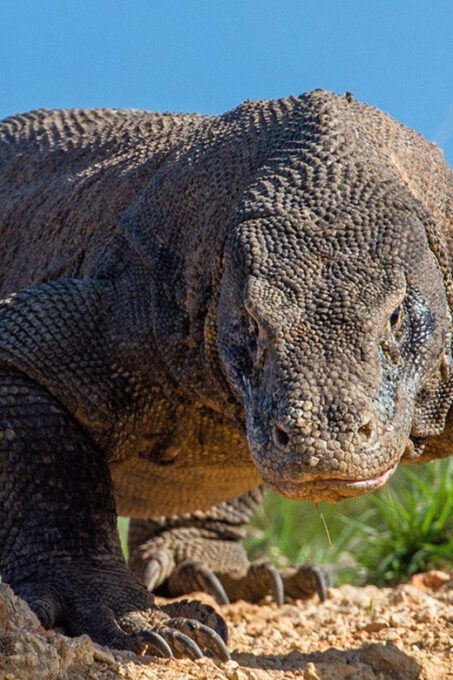 Private Full-Day Komodo National Park Tour - Dining and Refreshments