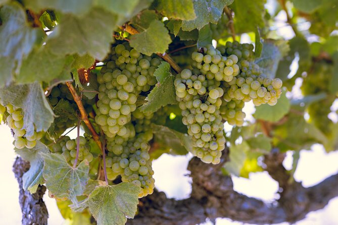 Private Full-Day Luxury Transportation From Napa - Tour Duration
