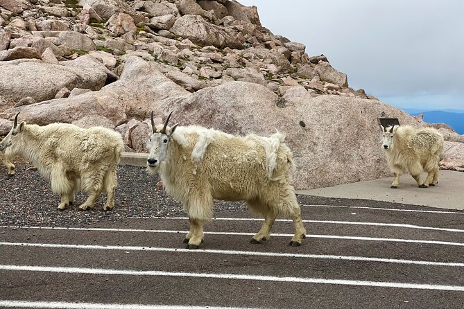 Private Full-Day Mount Blue Sky & Red Rocks Tour From Denver - Frequently Asked Questions