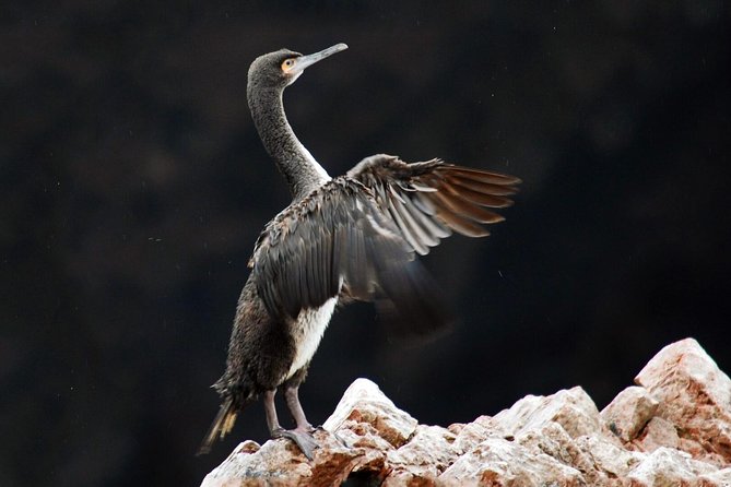 Private Full Day Paracas From Lima - Paracas Peninsula Wildlife Sighting