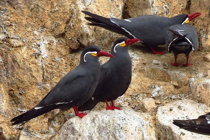 Private Full Day Paracas From Lima - Tour Inclusions