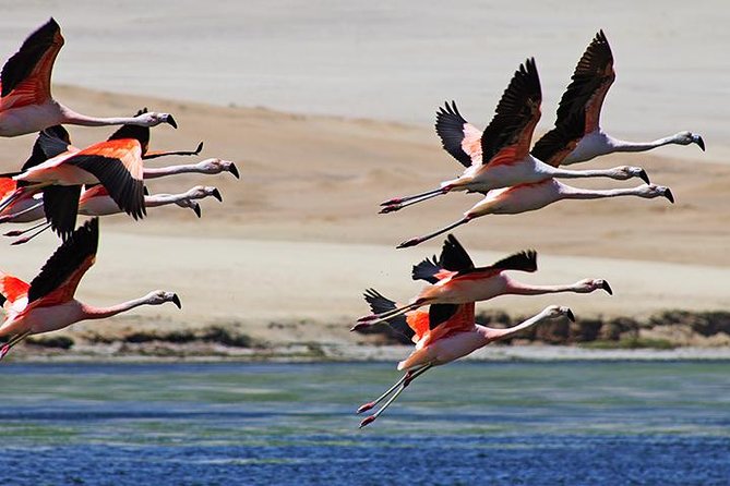 Private Full Day Paracas From Lima - Booking Details