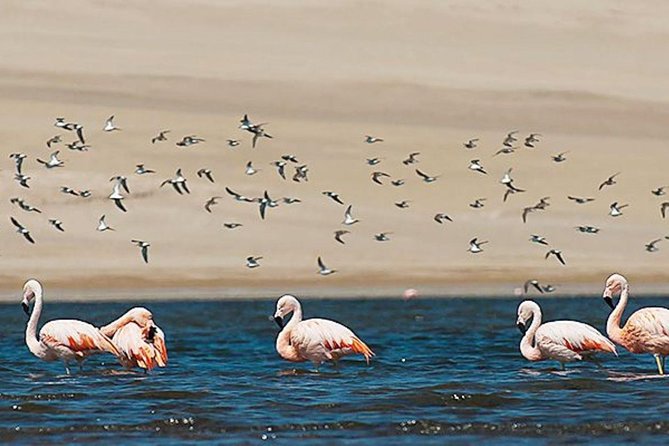 Private Full-Day Paracas Reserve and Ballestas Islands From Lima - Key Points
