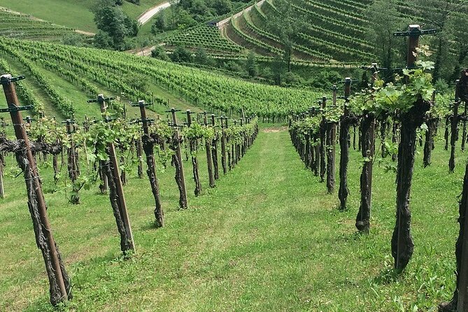 Private Full-Day Prosecco Wine Tour From Venice - Knowledgeable and Friendly Guides