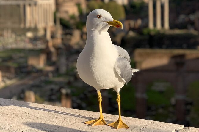 Private Full Day Rome Tour - Licensed Tour Guide, Executive Car - Booking Recommendations
