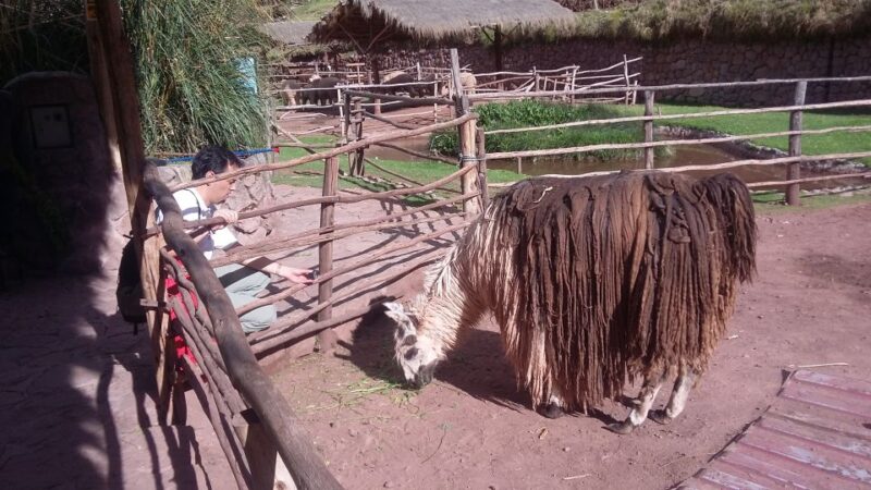 Private Full-Day Sacred Valley & Alpaca Farm Tour - Itinerary and Experience