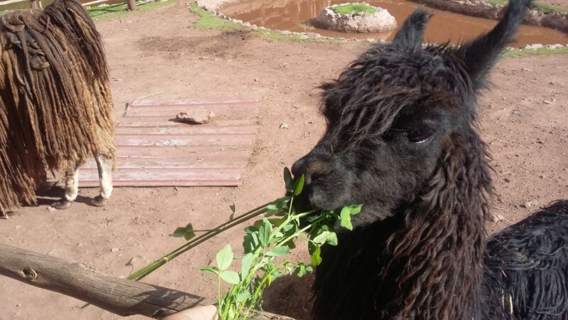 Private Full-Day Sacred Valley & Alpaca Farm Tour - Views From El Mirador