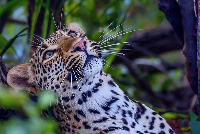 Private Full Day Safari (10 Hours) in Kruger National Park - Duration and Timing of the Safari