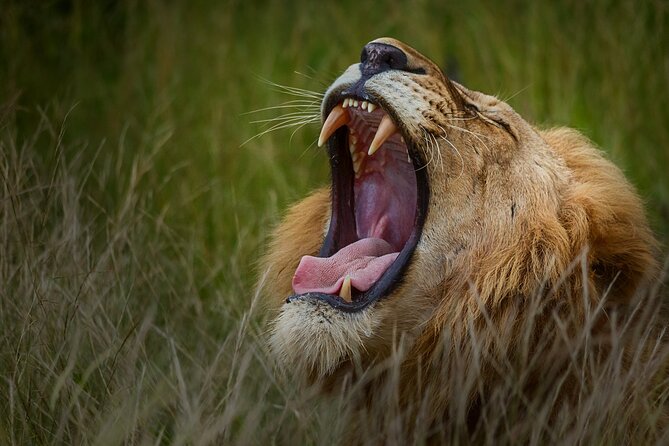 Private Full Day Safari (10 Hours) in Kruger National Park - Additional Important Information